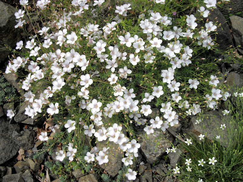 Linum suffruticosum ssp appressum photo